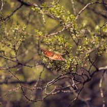 Treatment Modalities